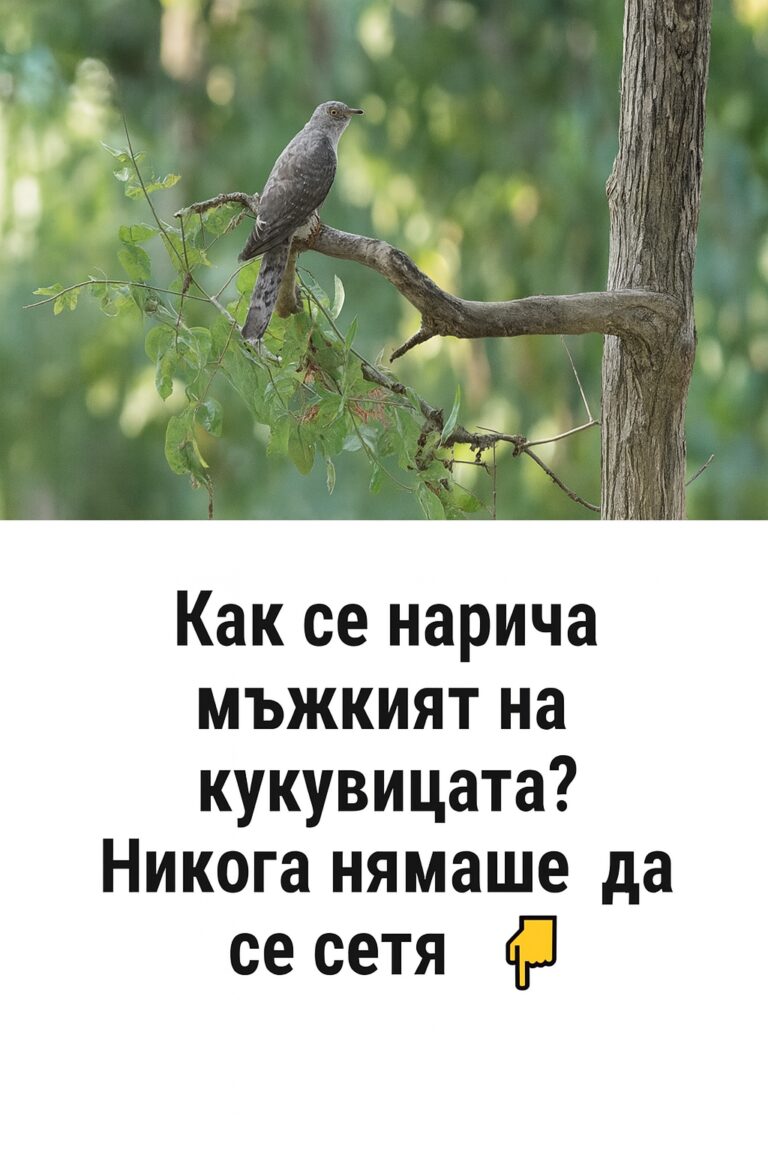 Как точно се нарича мъжкият на кукувицата? Никога нямаше да се сетя.