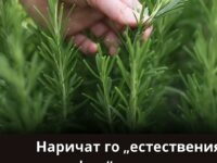 Най-мощното и лечебно растение, което хората често пренебрегват и дори не подозират за неговата сила, се нарича…