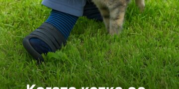 Когато котка се отърка в теб, ето какво означава това