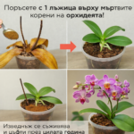 Поръсете с 1 лъжица върху мъртвите корени на орхидеята! Изведнъж се съживява и цъфти през цялата година