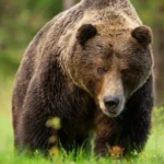 Нападнатият от мечка е шеф в БФС, ръката му е разкъсана