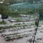 Буря и грaдушkа с гoлемината орех, народът плaче с глас! Отива към…