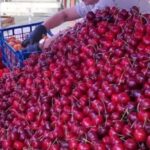 Пуснаха първuте черешu-Не е истина на каква цена само