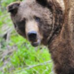 Разследването се обръща: Смъртта на туриста на Витоша не била от мечка, а от…