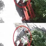 Хора, помогнете, може някой да разпознае тази жена? Може да е нечия съседка? Само погледнете какво е направила.