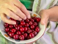 Кой не може да яде череши- Ако се лекувате от тези заболявания – заобиколете ги на пазара Кой не може да яде череши- Ако се лекувате от тези заболявания – заобиколете ги на пазара