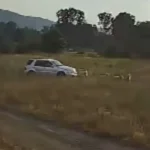 Мъж с джип прегази нарочно стадо овце в наше село