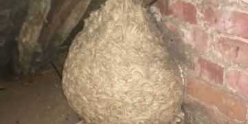 Мъж помислил, че на тавана му има гнездо на стършели… Но когато разбрал какво всъщност се крие вътре, пребледнял –